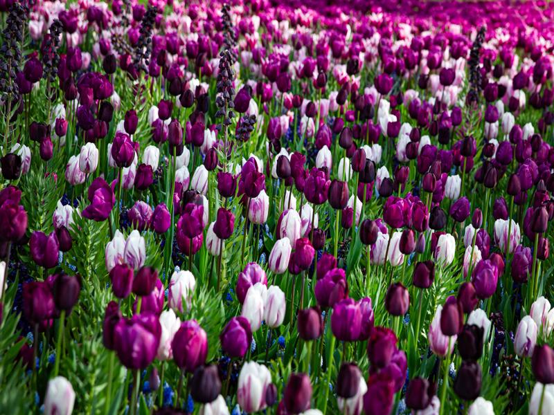 Keukenhof Gardens